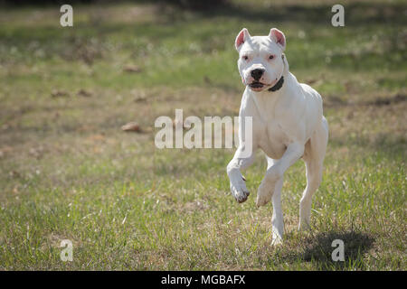 Dogo Argentino chien qui court Banque D'Images