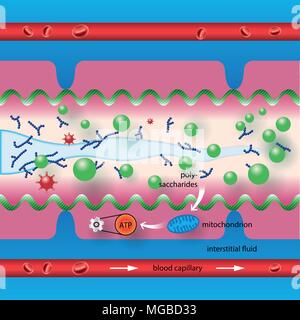 Fructo-oligosaccharides forme une couche protectrice sur les parois de l'intestin Illustration de Vecteur
