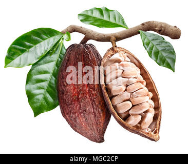 Cabosse de cacao ouvert avec les graines qui est accrochée à la branche. Photo conceptuelle. Chemin de détourage. Banque D'Images