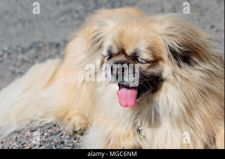 Tibetan Spaniel est en sueur et soif Banque D'Images