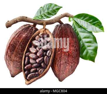 Cabosse de cacao ouvert avec les graines qui est accrochée à la branche. Photo conceptuelle. Chemin de détourage. Banque D'Images