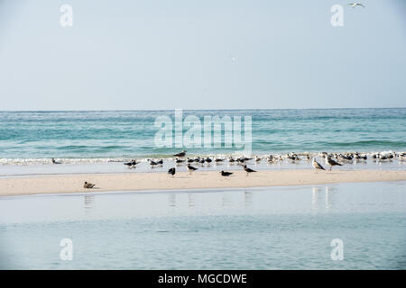 Pelican oiseaux sur la côte Banque D'Images