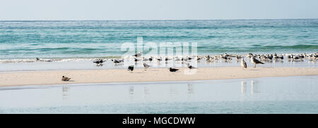 Pelican oiseaux sur la côte Banque D'Images