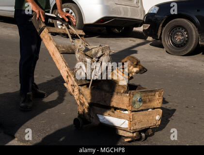 Homme poussant une brouette fait main, chien assis dans une brouette, faible section, La Havane, Cuba Banque D'Images