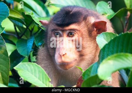 Le macaque à queue courte, Macaca arctoides, au-dessus de la rivière Kinabatangan, Sabah, Bornéo Malaisien Banque D'Images