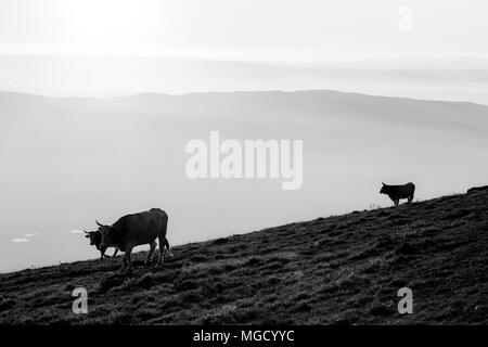 Le pâturage des vaches au sommet d'une montagne au coucher du soleil, avec du brouillard couvrant la vallée en dessous Banque D'Images