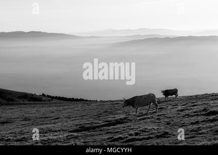 Le pâturage des vaches au sommet d'une montagne au coucher du soleil, avec du brouillard couvrant la vallée en dessous Banque D'Images