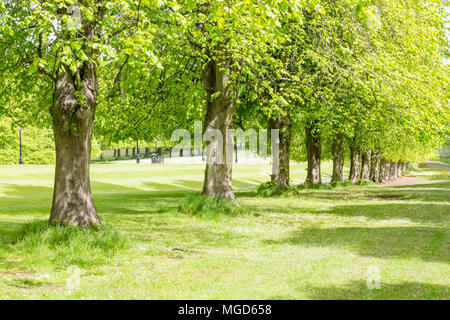 Belfast/N. Irlande - 31 mai 2015 : la ligne d'arbres de l'avenue du Prince de Galles, conduisant à des édifices du Parlement aussi connu sous le nom de Stormont. Banque D'Images