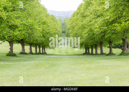 Belfast/N. Irlande - 31 mai 2015 : la ligne d'arbres de l'avenue du Prince de Galles, conduisant à des édifices du Parlement, également connu sous le nom de Stormont. Banque D'Images