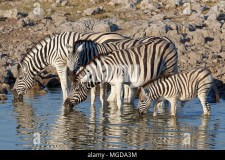 Zèbres de Burchell (Equus quagga burchellii) debout dans l'eau potable, l'adulte et poulain, point d'Okaukuejo, Etosha National Park, Namibie, Afrique Banque D'Images