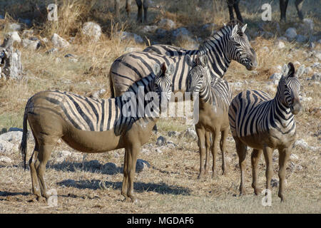 Zèbres de Burchell (Equus quagga burchellii), adultes et jeunes couverts de boue, point d'Okaukuejo, Etosha National Park, Namibie, Afrique Banque D'Images