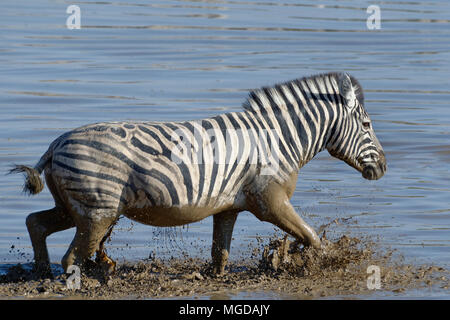 Le zèbre de Burchell (Equus quagga burchellii) dans l'eau boueuse, traversant le point d'Okaukuejo, Etosha National Park, Namibie, Afrique Banque D'Images