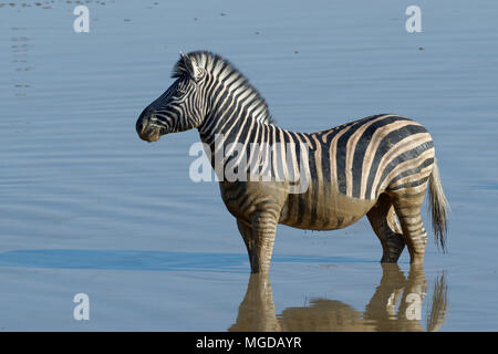 Le zèbre de Burchell (Equus quagga burchellii) debout dans l'eau boueuse, point d'Okaukuejo, Etosha National Park, Namibie, Afrique Banque D'Images