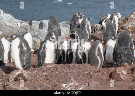 Gentoo pingouin Pygoscelis papua de nombreux oisillons rassemblés en crèche dans la colonie de reproduction, Port Lockroy, Péninsule Antarctique Banque D'Images