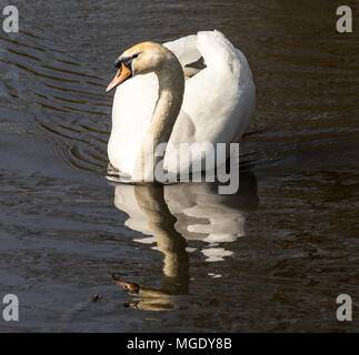 Swan Portraits - la grâce, l'équilibre et l'élégance. Oiseaux et de la faune Banque D'Images