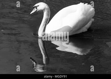 Swan Portraits - la grâce, l'équilibre et l'élégance. Oiseaux et de la faune Banque D'Images