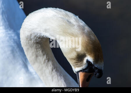Swan Portraits - la grâce, l'équilibre et l'élégance. Oiseaux et de la faune Banque D'Images