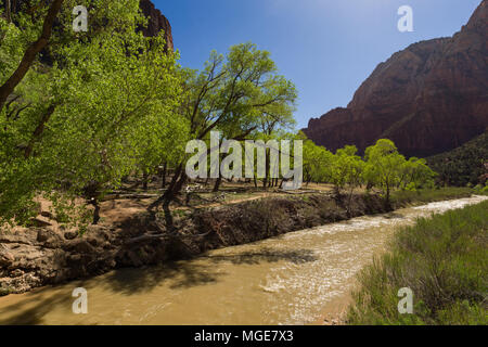 La rivière vierge comme il coule à travers le parc national de Zion, Utah, USA Banque D'Images