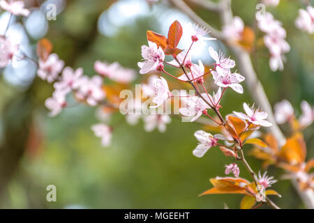 Libre de la branche d'amandier en fleurs Banque D'Images