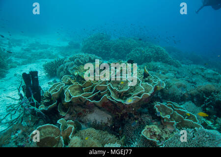 Beaux coraux mous et durs. Photo a été prise dans le domaine de Chantilly mer, Raja Ampat, Papouasie occidentale, en Indonésie Banque D'Images