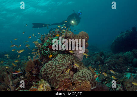 Beaux coraux mous et durs. Photo a été prise dans le domaine de Chantilly mer, Raja Ampat, Papouasie occidentale, en Indonésie Banque D'Images