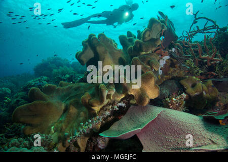 Beaux coraux mous et durs. Photo a été prise dans le domaine de Chantilly mer, Raja Ampat, Papouasie occidentale, en Indonésie Banque D'Images