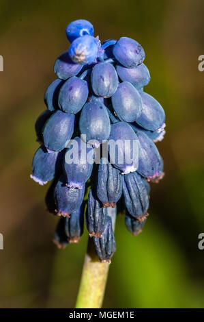 Vue rapprochée d'elephants, Muscari neglectum Banque D'Images