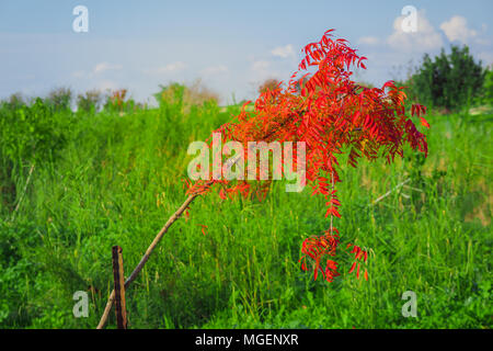 Arbre à feuilles rouges dans un champ vert. Banque D'Images