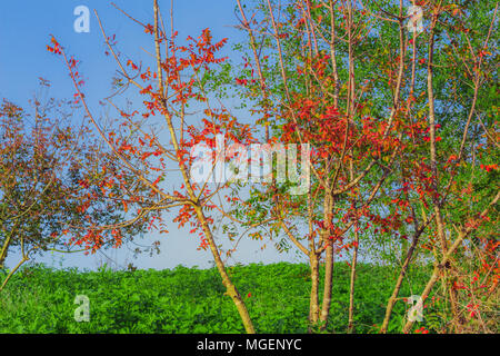 Arbre à feuilles rouges dans un champ vert. Banque D'Images