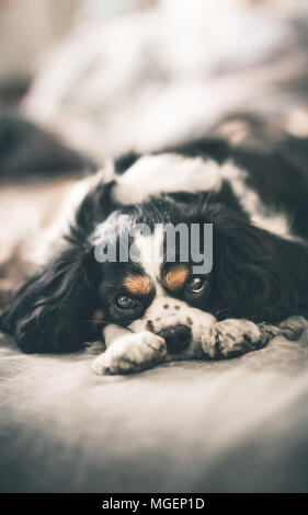 Une race de chien femelle Cavalier King Charles Spaniel en couleur noir et blanc tout en cachant son visage entre ses pattes, allongée sur un lit Banque D'Images