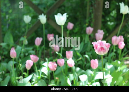 Une seule fleur tulipe rose au centre du châssis est centrée dans un champ de tulipes Banque D'Images