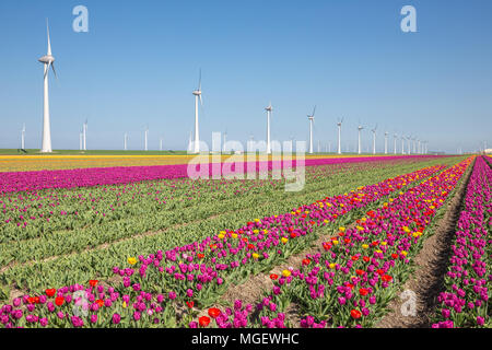 Terres agricoles néerlandais avec champ de tulipes violet et de grandes éoliennes Banque D'Images