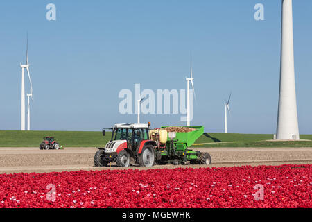 La plantation de pommes de terres agricoles avec le tracteur entre les champs de tulipes et éoliennes Banque D'Images