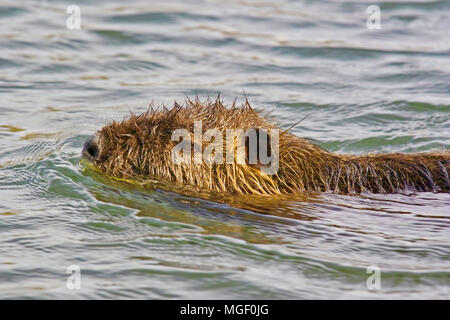 Close-up d'un ragondin tout en nage dans une rivière Banque D'Images