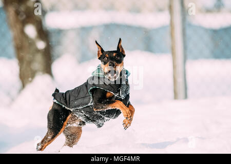 Pinscher nain noir drôle Zwergpinscher, Min broche chien jouant en plein air et dans la neige, hiver. Banque D'Images