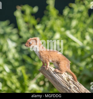 La Belette pygmée ou belette (Mustela nivalis) Banque D'Images