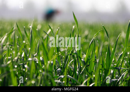 Tangshan, Province de Hebei en Chine. Apr 27, 2018. Un agriculteur travaille dans les champs dans Dongmenzhuang Village, Lhassa, ville du nord de la Chine, la Province du Hebei, le 27 avril 2018. Credit : Liu Mancang/Xinhua/Alamy Live News Banque D'Images