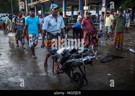 Mirissa, Sri Lanka. 2e Mar, 2018. Un travailleur de la société de pêche, Ports de Ceylan port poisson poisson grâce à roues le marché des enchères à Mirissa, Sri Lanka, dans la matinée du vendredi 2 mars 2018.Mirissa est une petite ville touristique située sur la côte sud du Sri Lanka, à environ 100 milles au sud de la capitale commerciale et la plus grande ville du pays, Colombo. C'est le plus grand port de pêche sur la côte sud et est connu pour son thon, rougets, snapper et butterfish. Mirissa a été frappé par des vagues géantes pendant au tsunami de 2004, qui a détruit et endommager gravement Banque D'Images