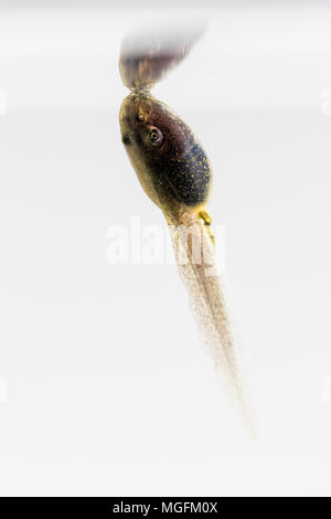 Aberystwyth, Ceredigion, pays de Galles, Royaume-Uni. 28 avril 2018. A mangé les têtards commencent à montrer leurs pattes arrière nouvellement formé comme le temps se réchauffe au milieu du Pays de Galles. (C) Phil Jones/Alamy Live News Banque D'Images