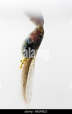 Aberystwyth, Ceredigion, pays de Galles, Royaume-Uni. 28 avril 2018. A mangé les têtards commencent à montrer leurs pattes arrière nouvellement formé comme le temps se réchauffe au milieu du Pays de Galles. (C) Phil Jones/Alamy Live News Banque D'Images