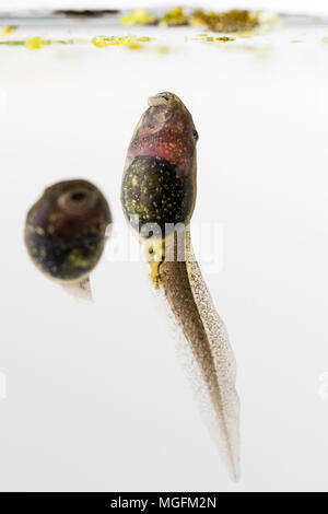 Aberystwyth, Ceredigion, pays de Galles, Royaume-Uni. 28 avril 2018. A mangé les têtards commencent à montrer leurs pattes arrière nouvellement formé comme le temps se réchauffe au milieu du Pays de Galles. (C) Phil Jones/Alamy Live News Banque D'Images