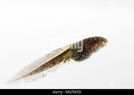 Aberystwyth, Ceredigion, pays de Galles, Royaume-Uni. 28 avril 2018. A mangé les têtards commencent à montrer leurs pattes arrière nouvellement formé comme le temps se réchauffe au milieu du Pays de Galles. (C) Phil Jones/Alamy Live News Banque D'Images