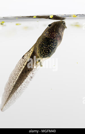 Aberystwyth, Ceredigion, pays de Galles, Royaume-Uni. 28 avril 2018. A mangé les têtards commencent à montrer leurs pattes arrière nouvellement formé comme le temps se réchauffe au milieu du Pays de Galles. (C) Phil Jones/Alamy Live News Banque D'Images