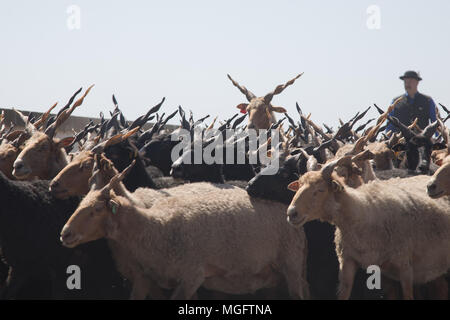 La Hongrie, d'Hortobagy. Apr 28, 2018. Un berger conduit un troupeau de moutons racka sur un pont, pendant la célébration du début de la nouvelle saison de pâturage sur la Grande Plaine hongroise, la Hongrie, l'Hortobagy dans le 28 avril 2018. Credit : Attila Volgyi/Xinhua/Alamy Live News Banque D'Images