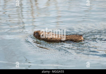 Le campagnol de l'eau européenne - Winnall Moors Winchester Hampshire UK Banque D'Images