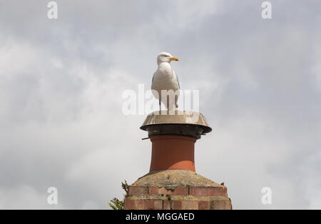 Seagull dire sur une cheminée Banque D'Images