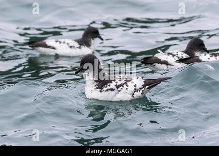 Cape petrel pétrel Daption capense pintado ou nager dans l'océan du Sud, l'Antarctique Banque D'Images