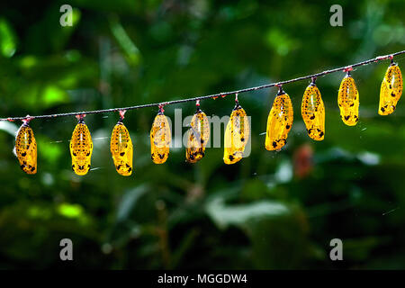 10 Papier jaune Kite Butterfly Conservatory, idée leuconoe, suspendu à une chaîne à la Palawan Village tribal Papillon et Eco-Garden à Puerto Princesa Banque D'Images