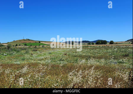 Un champ de lentilles vertes du Puy, près du village de Landos, dans la région de Le Puy, Haute-Loire, France Banque D'Images