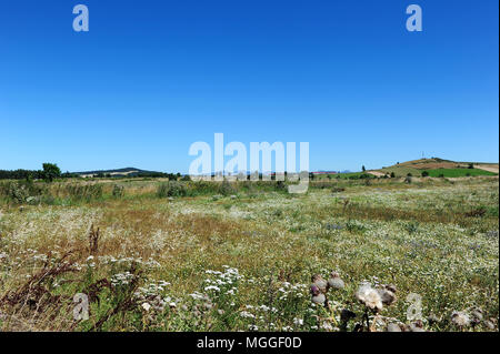 Un champ de lentilles vertes du Puy, près du village de Landos, dans la région de Le Puy, Haute-Loire, France Banque D'Images